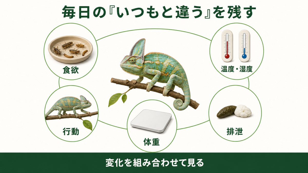 爬虫類の日常健康を食欲・行動・体重・排泄・飼育環境の変化から確認する図