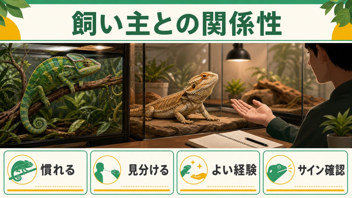 飼い主との関係性｜慣れ・個体識別・信頼関係のサイエンスの要点をまとめたカメレオン・爬虫類飼育インフォグラフィック