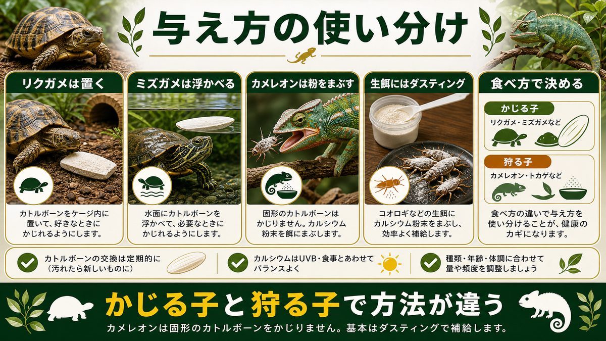 種類別の与え方（置き餌 vs ダスティング）の要点をまとめたカメレオン・爬虫類飼育インフォグラフィック