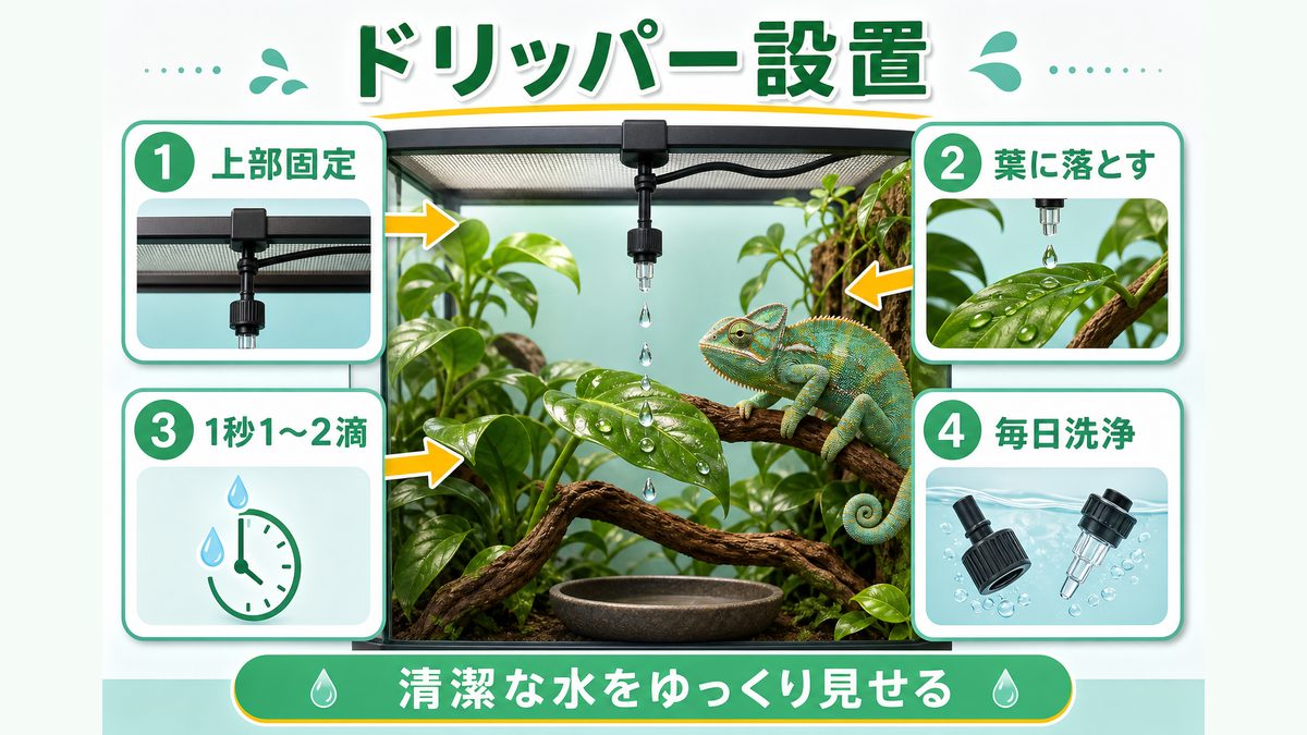 ドリッパー（点滴式給水）の設置方法の要点をまとめたカメレオン・爬虫類飼育インフォグラフィック