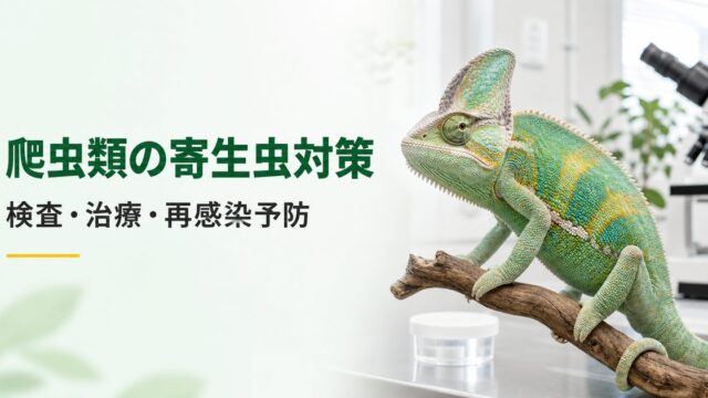 爬虫類の寄生虫対策で検査・治療・再感染予防を解説するアイキャッチ