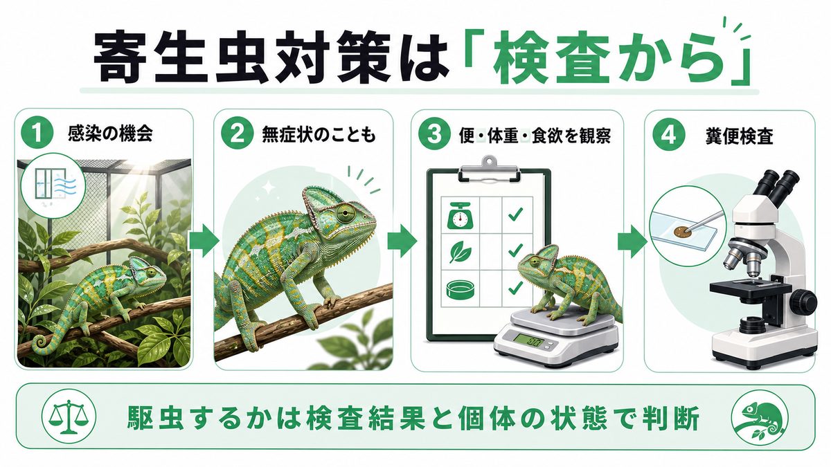 爬虫類の寄生虫対策を感染機会・観察・糞便検査の順にまとめた図