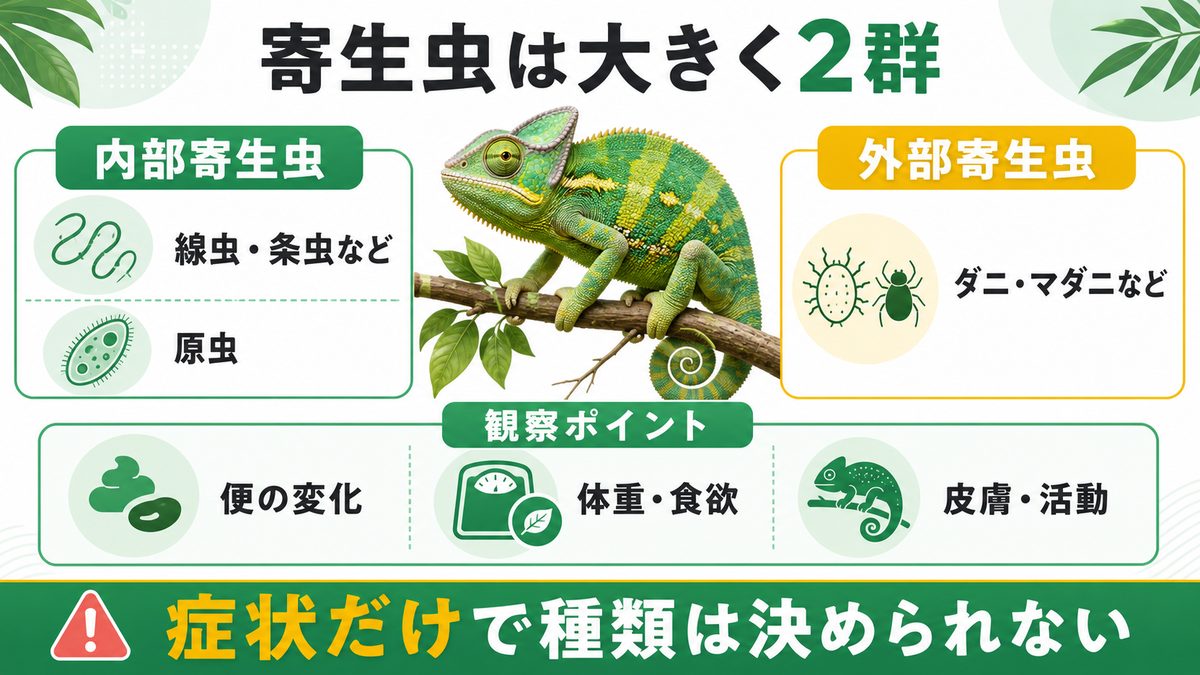 爬虫類の内部寄生虫・外部寄生虫と観察ポイントの分類図