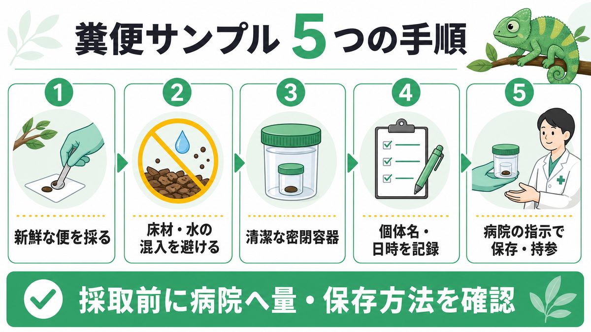 爬虫類の糞便サンプルを清潔に採取・記録・持参する手順図