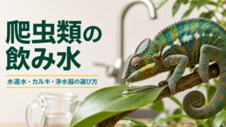 爬虫類の飲み水について水道水・カルキ・浄水器の選び方を示すアイキャッチ