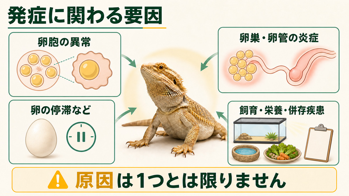 卵胞異常、卵巣卵管の炎症、卵の停滞、飼育栄養や併存疾患をまとめたIMAGE2図解