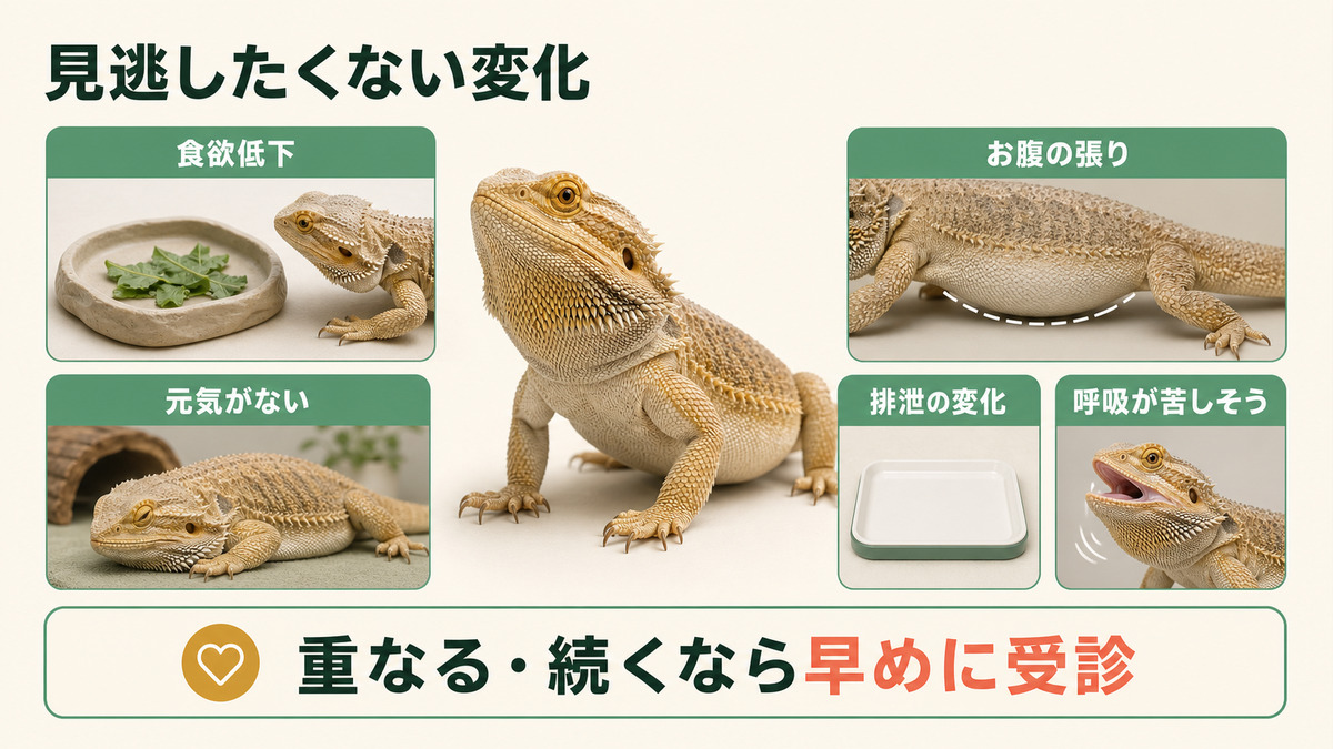 雌の爬虫類で注意したい食欲、活動、腹部、排泄、呼吸の変化をまとめたIMAGE2図解