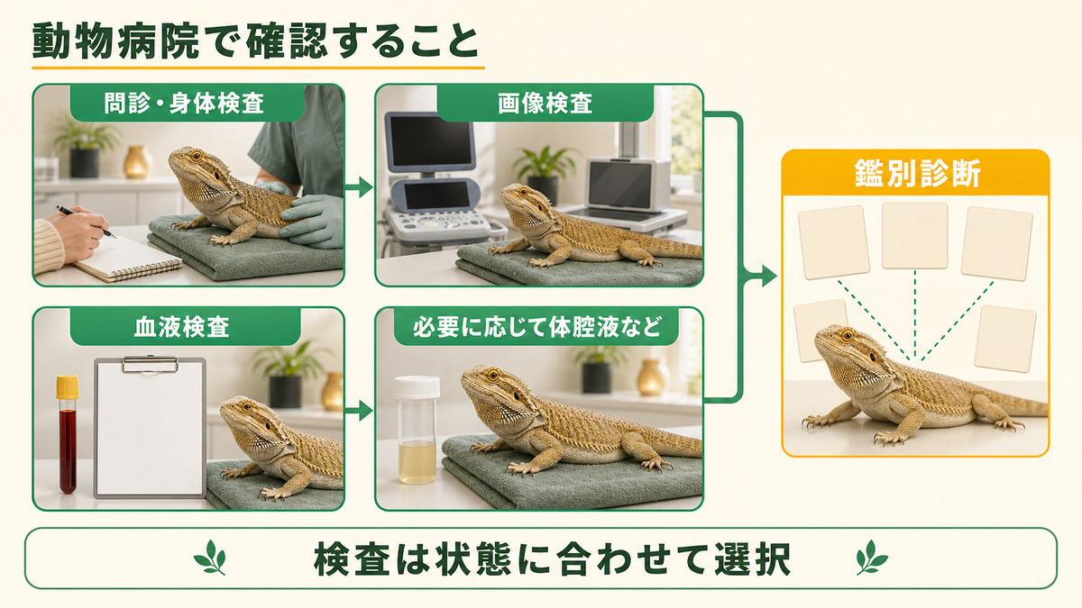爬虫類の生殖器疾患を問診、画像、血液、必要時の体腔液検査で鑑別するIMAGE2図解