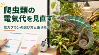 爬虫類飼育の電気代と電力プランを見直すためのアイキャッチ