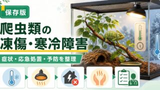 爬虫類の凍傷・寒冷障害完全ガイド｜低体温症との違い・症状・応急処置・予防を徹底解説の要点を伝えるカメレオン・爬虫類記事アイキャッチ画像