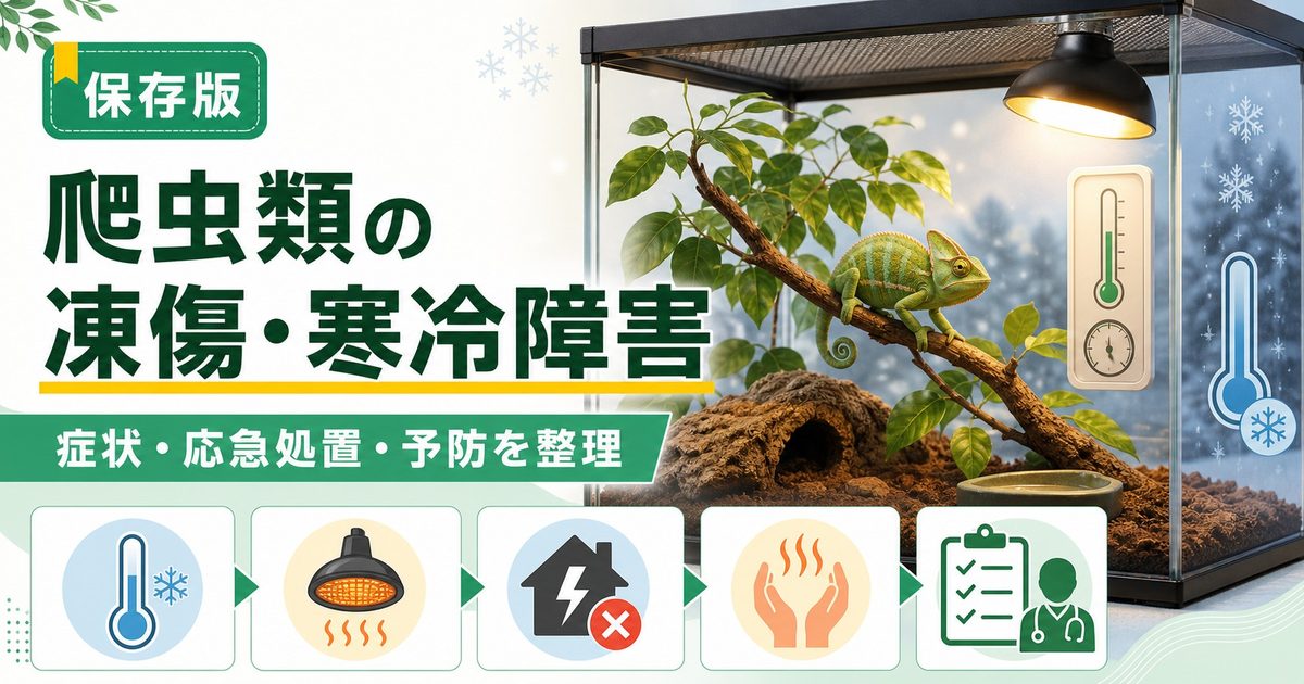 爬虫類の凍傷・寒冷障害完全ガイド｜低体温症との違い・症状・応急処置・予防を徹底解説の要点を伝えるカメレオン・爬虫類記事アイキャッチ画像