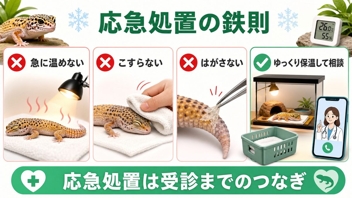 応急処置｜急激な加温は厳禁。ゆっくり温めるのが鉄則の要点をまとめたカメレオン・爬虫類飼育インフォグラフィック