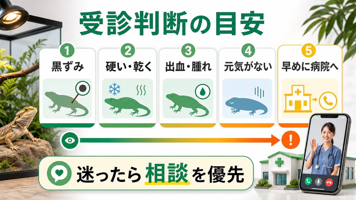 動物病院の受診判断｜どこからが「すぐ病院」かの要点をまとめたカメレオン・爬虫類飼育インフォグラフィック