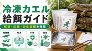 爬虫類への冷凍カエル給餌完全ガイド｜モニター・ヘビ・大型トカゲへの解凍方法・栄養・注意点を徹底解説の要点を伝えるカメレオン・爬虫類記事アイキャッチ画像