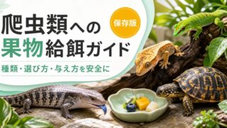 爬虫類への果物・ベリー給餌完全ガイド｜デイゲッコー・スキンク・ハコガメ・雑食トカゲに安全な果物一覧と与え方の要点を伝えるカメレオン・爬虫類記事アイキャッチ画像