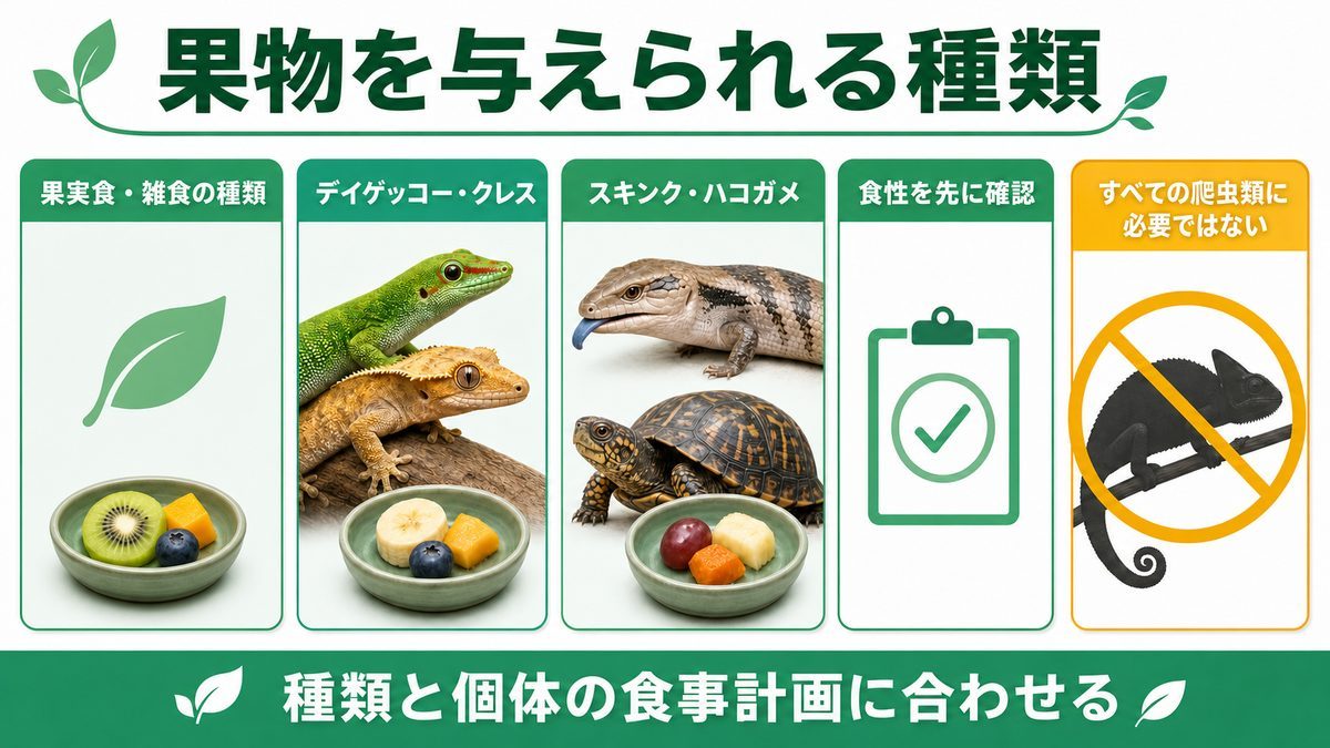 果物を与えてよい爬虫類の種類の要点をまとめたカメレオン・爬虫類飼育インフォグラフィック