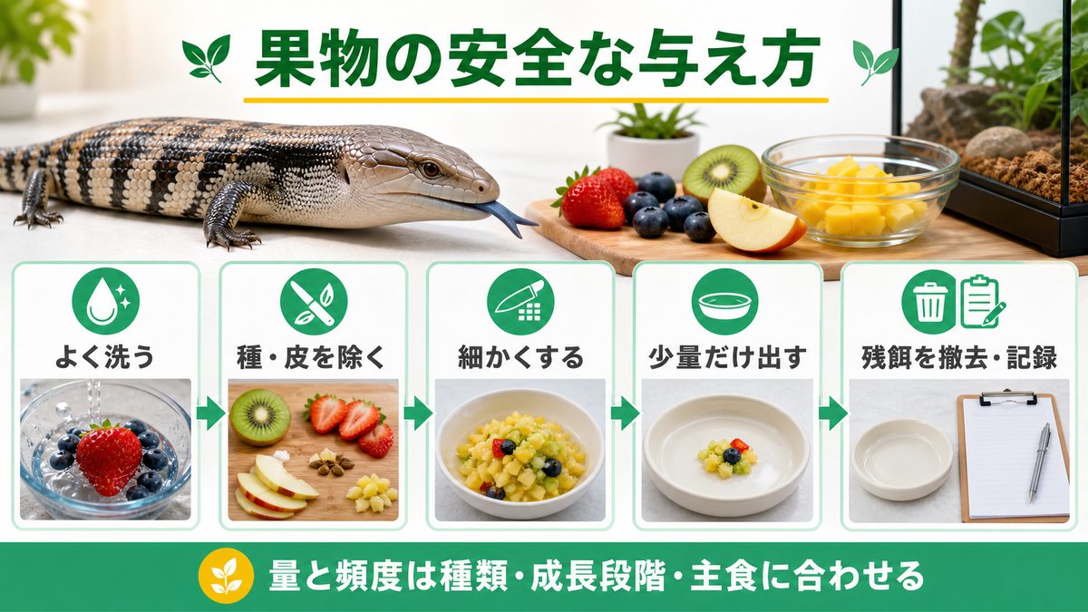 与え方の実践ガイドの要点をまとめたカメレオン・爬虫類飼育インフォグラフィック