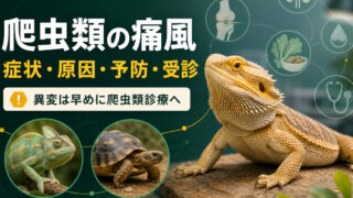 フトアゴヒゲトカゲ、カメレオン、リクガメと、症状・原因・予防・受診の流れを示す爬虫類の痛風IMAGE2アイキャッチ