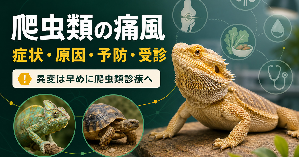 フトアゴヒゲトカゲ、カメレオン、リクガメと、症状・原因・予防・受診の流れを示す爬虫類の痛風IMAGE2アイキャッチ