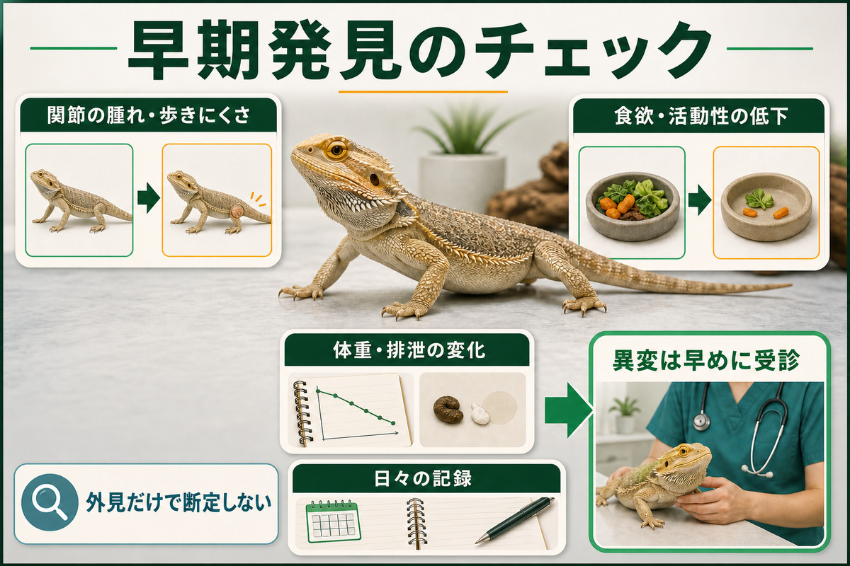 関節の腫れや歩きにくさ、食欲・活動性、体重・排泄、日々の記録と早期受診を示す爬虫類の痛風IMAGE2観察図