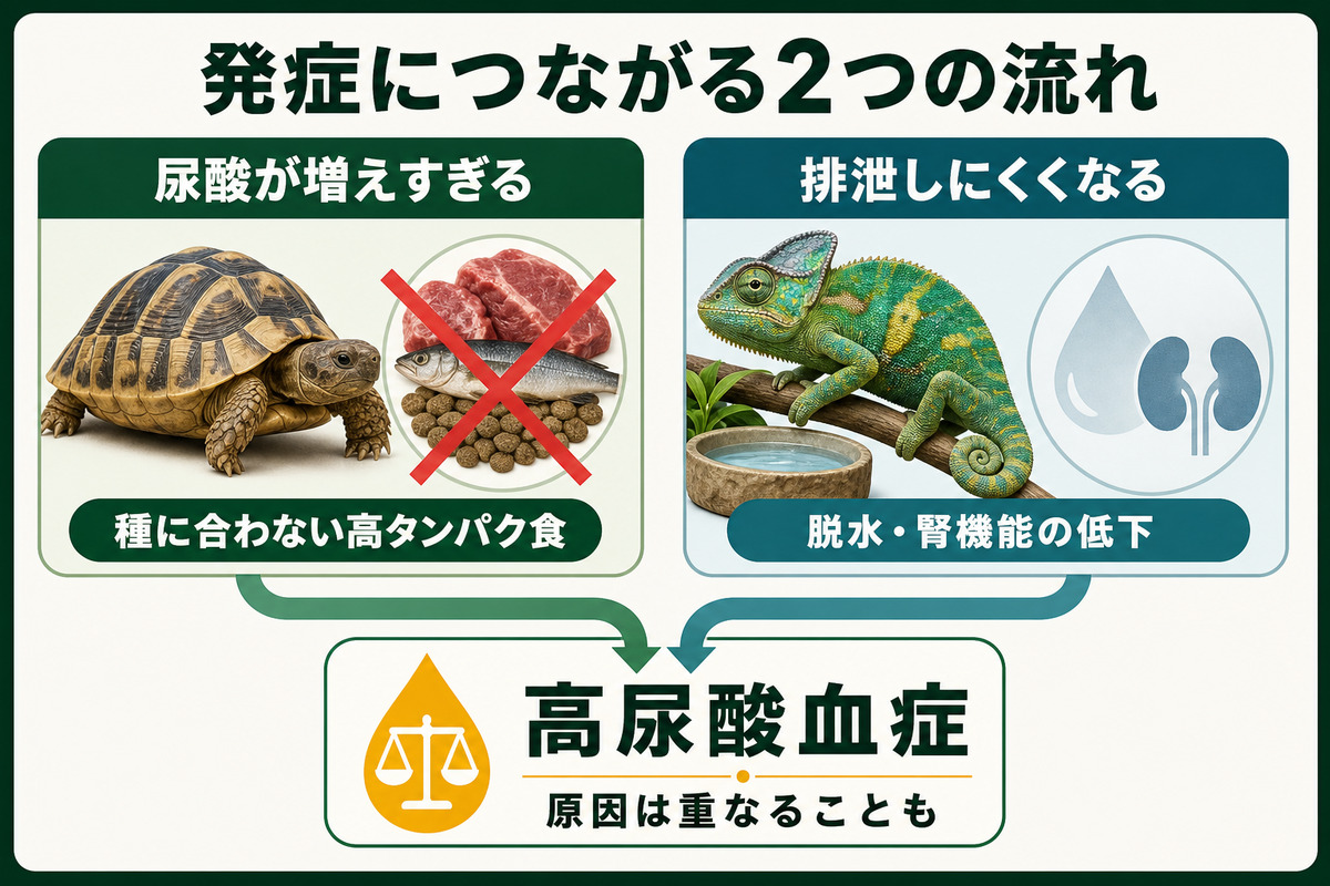 尿酸の過剰産生と排泄低下、種に合わない高タンパク食、脱水・腎機能低下、高尿酸血症と原因の重なりを示すIMAGE2図解