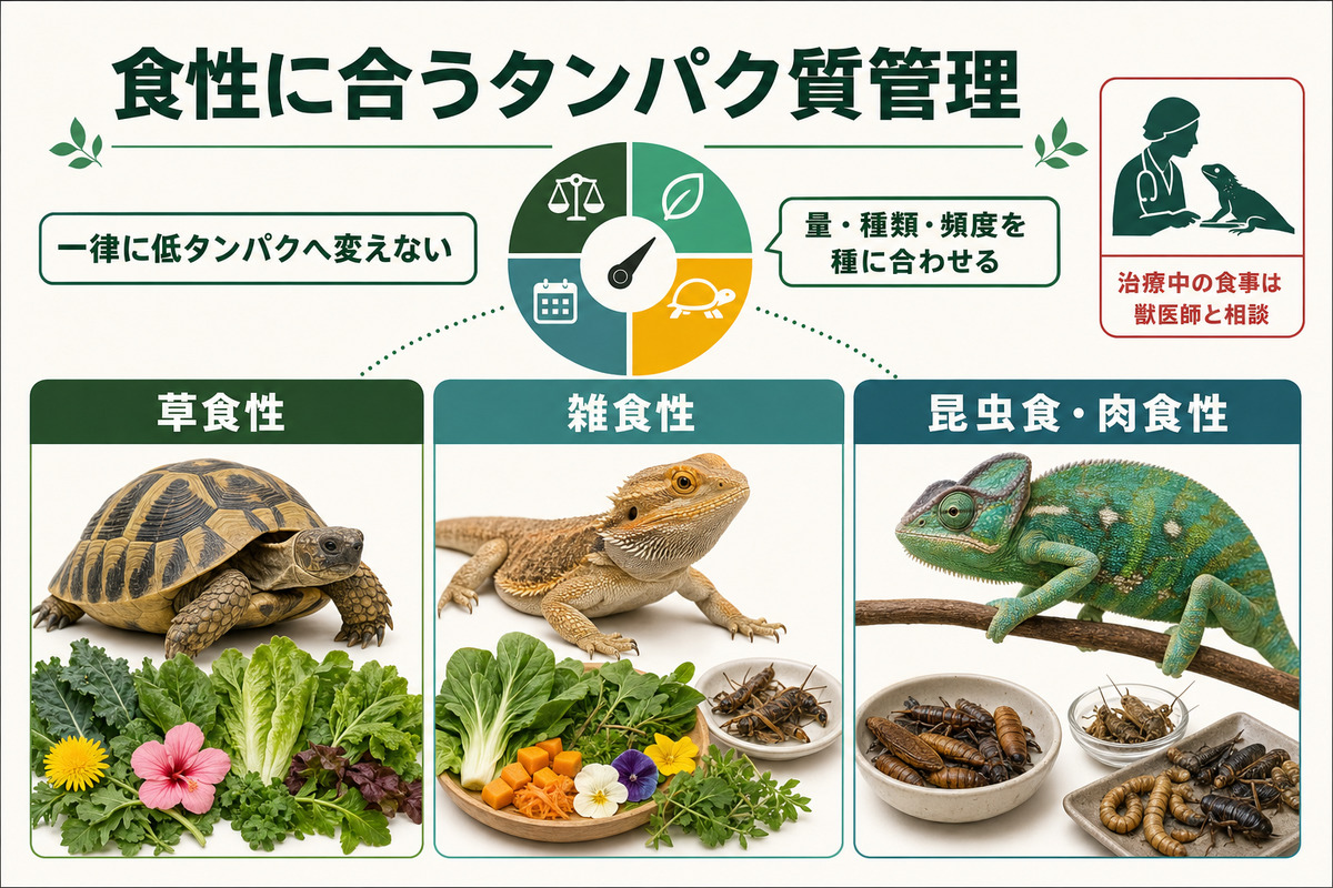 草食性、雑食性、昆虫食・肉食性ごとにタンパク質の量・種類・頻度を合わせ、一律低タンパク化を避けるIMAGE2図解