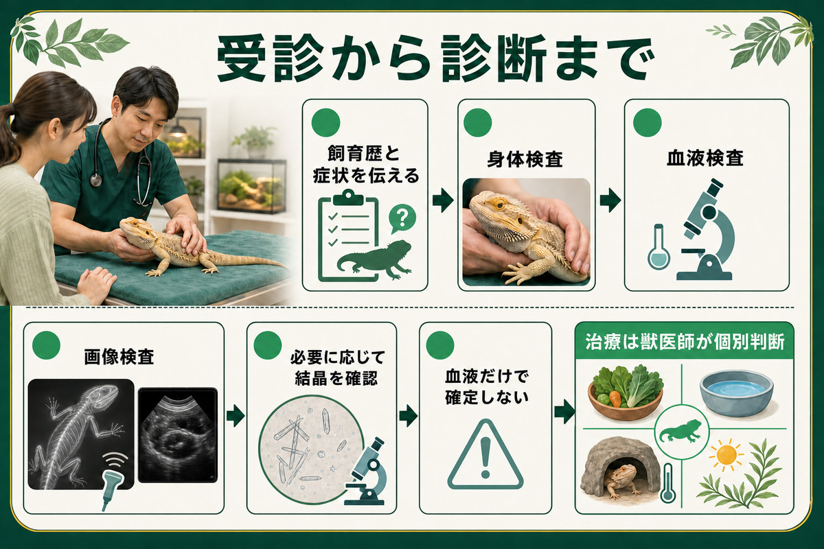 飼育歴と症状、身体検査、血液・画像検査、必要時の結晶確認と獣医師による個別治療を示す爬虫類痛風のIMAGE2受診図