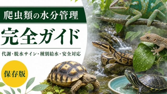 爬虫類の水分代謝・給水管理完全ガイド｜脱水サインの見抜き方・種別給水法・電解質補給まで徹底解説の要点を伝えるカメレオン・爬虫類記事アイキャッチ画像