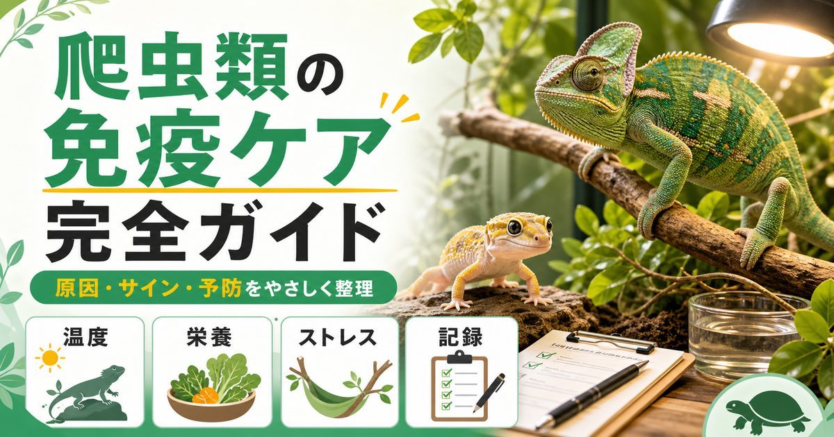 爬虫類の免疫低下・免疫不全完全ガイド｜原因・症状チェック・免疫サポートケアと予防策を徹底解説の要点を伝えるカメレオン・爬虫類記事アイキャッチ画像