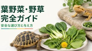 リクガメとフトアゴに与える葉野菜・野草の安全な選び方