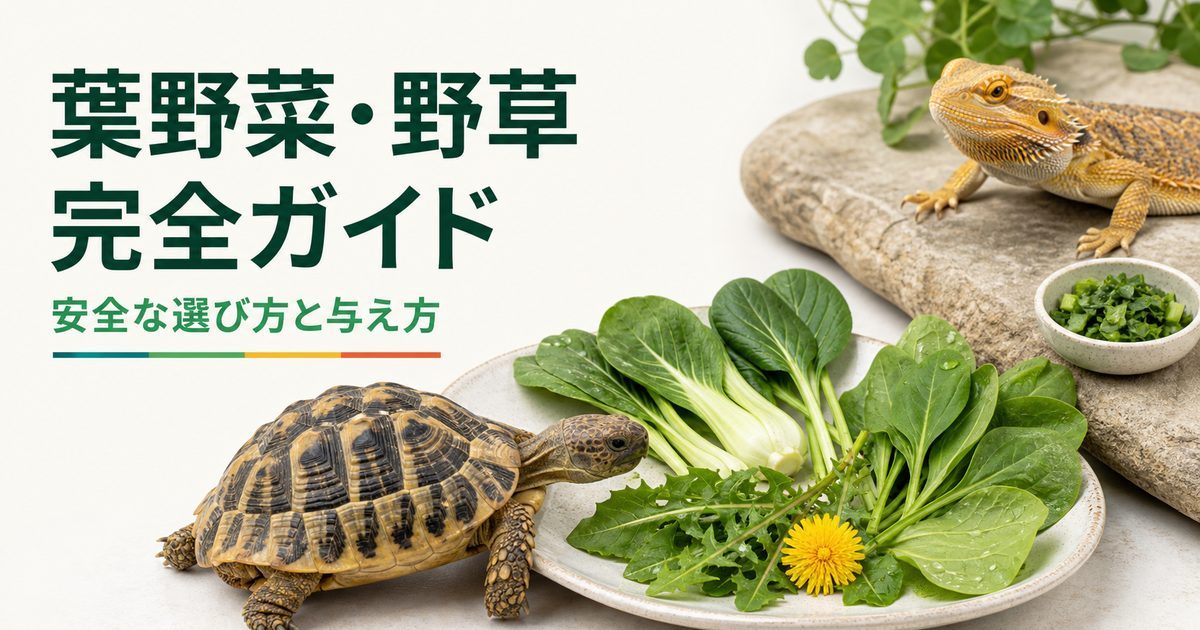 リクガメとフトアゴに与える葉野菜・野草の安全な選び方