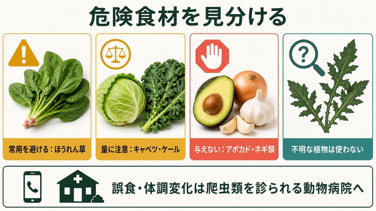 爬虫類に与える葉野菜の注意度と避ける食材をまとめた図解