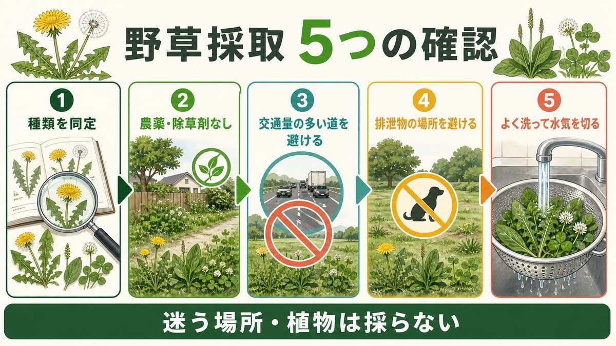 爬虫類用の野草を安全に採取する5つの確認ポイント