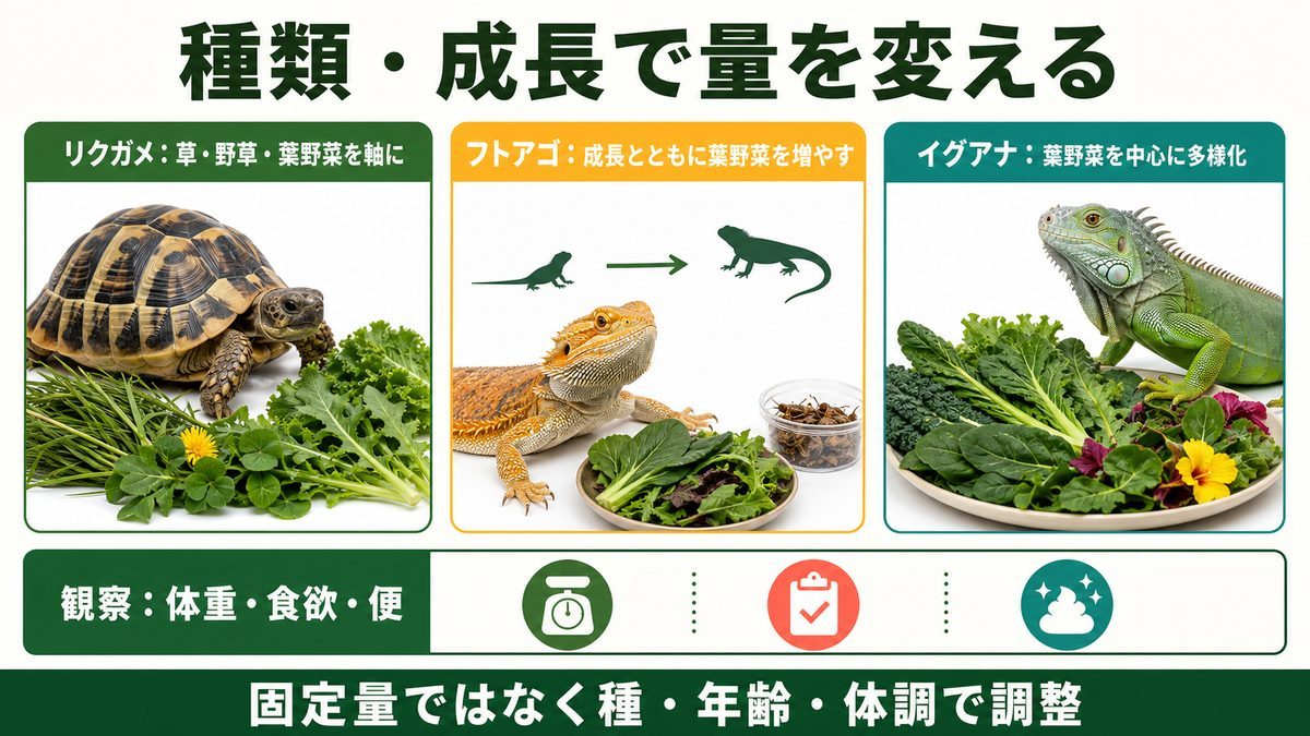 リクガメ・フトアゴ・イグアナの葉野菜給餌の違い