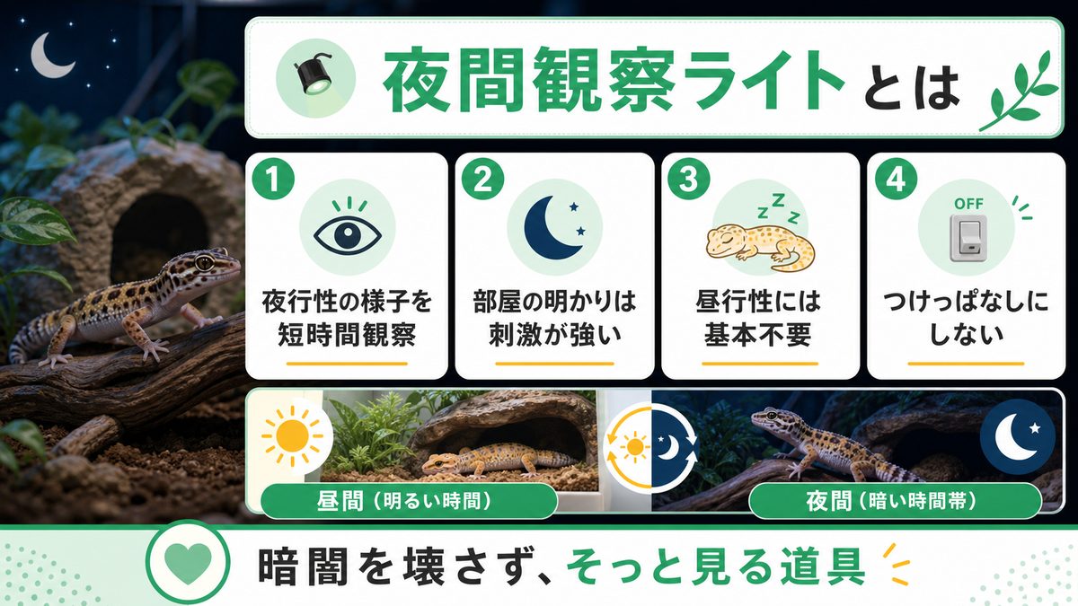 夜間観察ライトとは?なぜ必要なのかの要点をまとめたカメレオン・爬虫類飼育インフォグラフィック