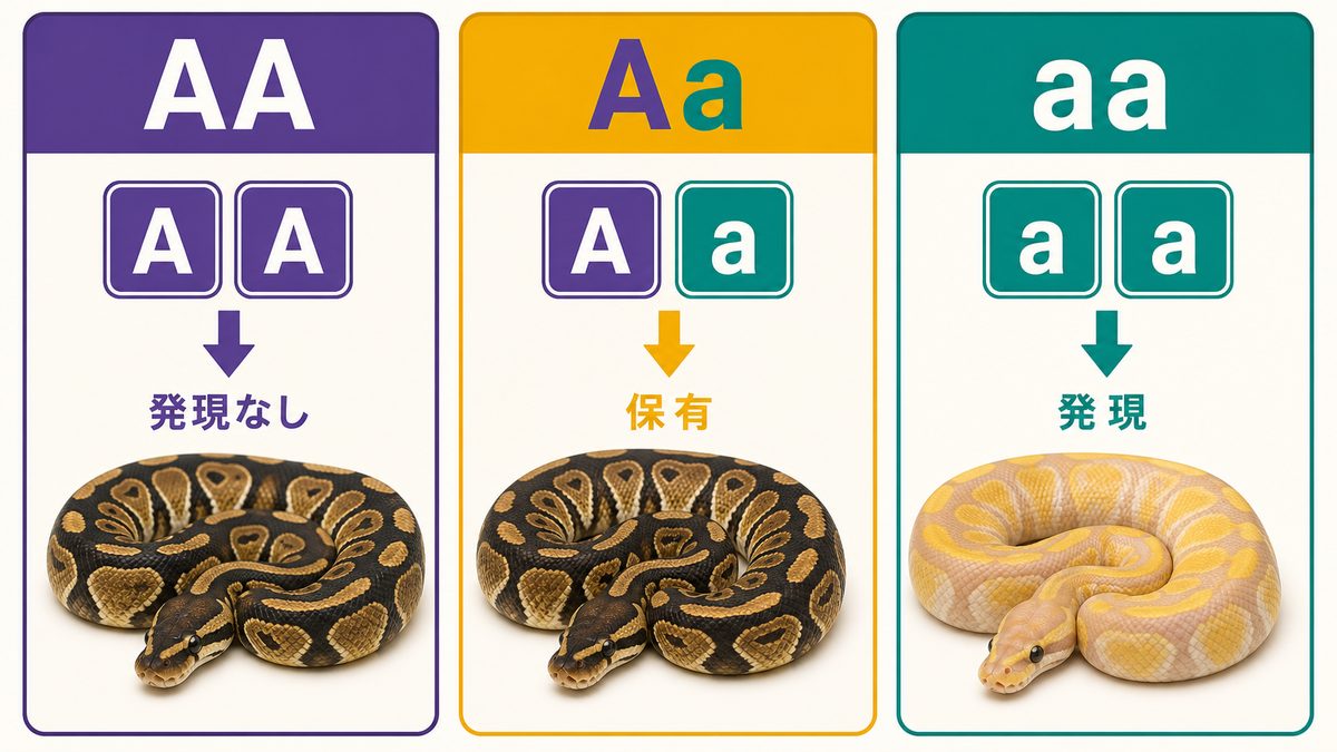 劣性遺伝のAA・Aa・aaと発現なし・保有・発現の違いを示すボールパイソン図