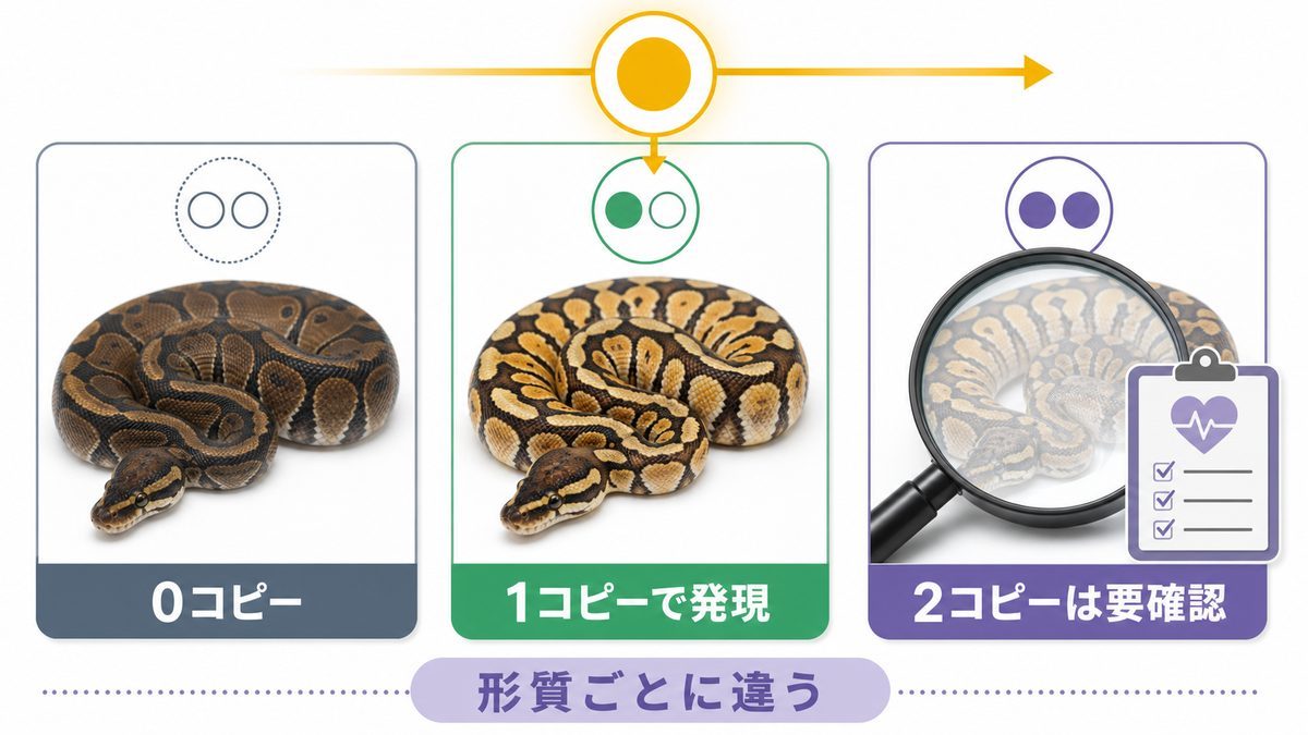 優性遺伝の0コピー・1コピーでの発現・2コピーの確認点を示す図
