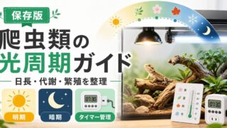 爬虫類の光周期（フォトペリオド）完全ガイド｜日長変化が繁殖・代謝・行動に与える影響と飼育での再現方法の要点を伝えるカメレオン・爬虫類記事アイキャッチ画像
