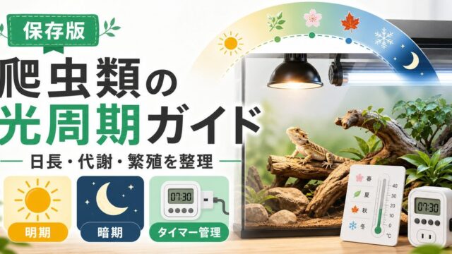 爬虫類の光周期（フォトペリオド）完全ガイド｜日長変化が繁殖・代謝・行動に与える影響と飼育での再現方法の要点を伝えるカメレオン・爬虫類記事アイキャッチ画像