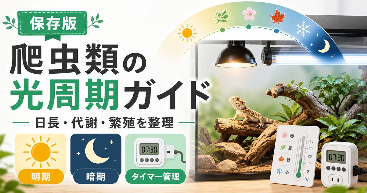 爬虫類の光周期（フォトペリオド）完全ガイド｜日長変化が繁殖・代謝・行動に与える影響と飼育での再現方法の要点を伝えるカメレオン・爬虫類記事アイキャッチ画像