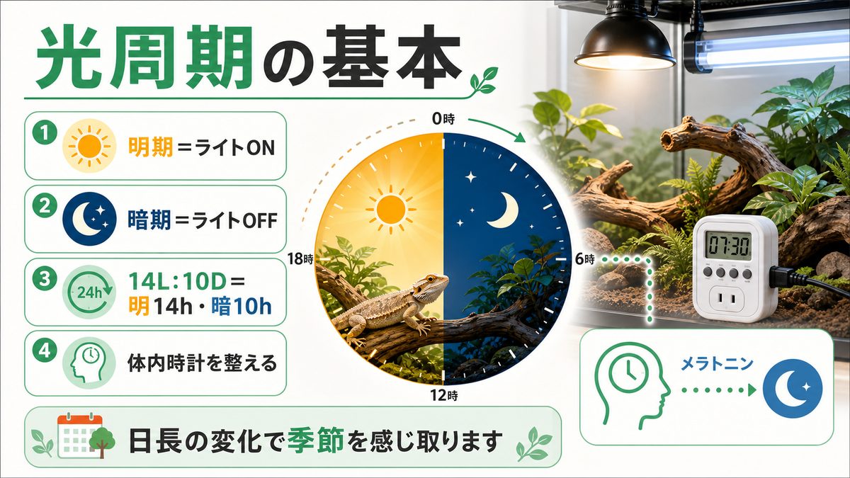 光周期（フォトペリオド）とは何か——概日リズム・松果体・メラトニンの科学の要点をまとめたカメレオン・爬虫類飼育インフォグラフィック