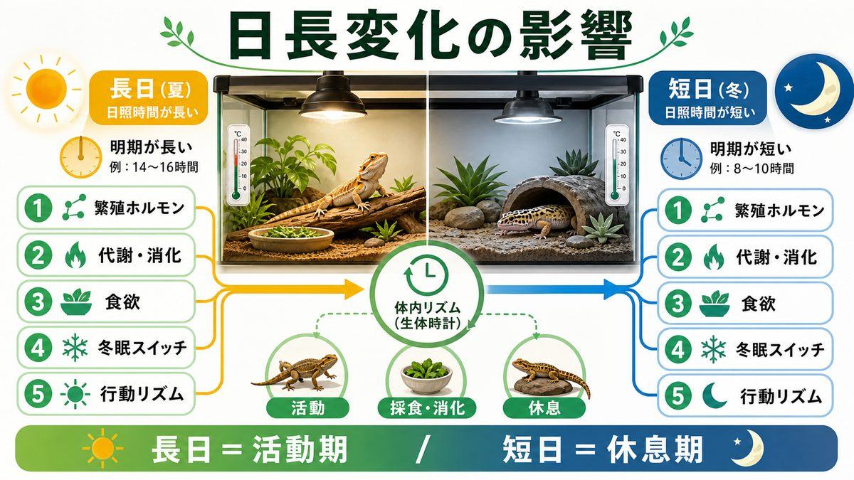 日長変化が爬虫類に与える影響——繁殖・代謝・食欲・冬眠スイッチのメカニズムの要点をまとめたカメレオン・爬虫類飼育インフォグラフィック