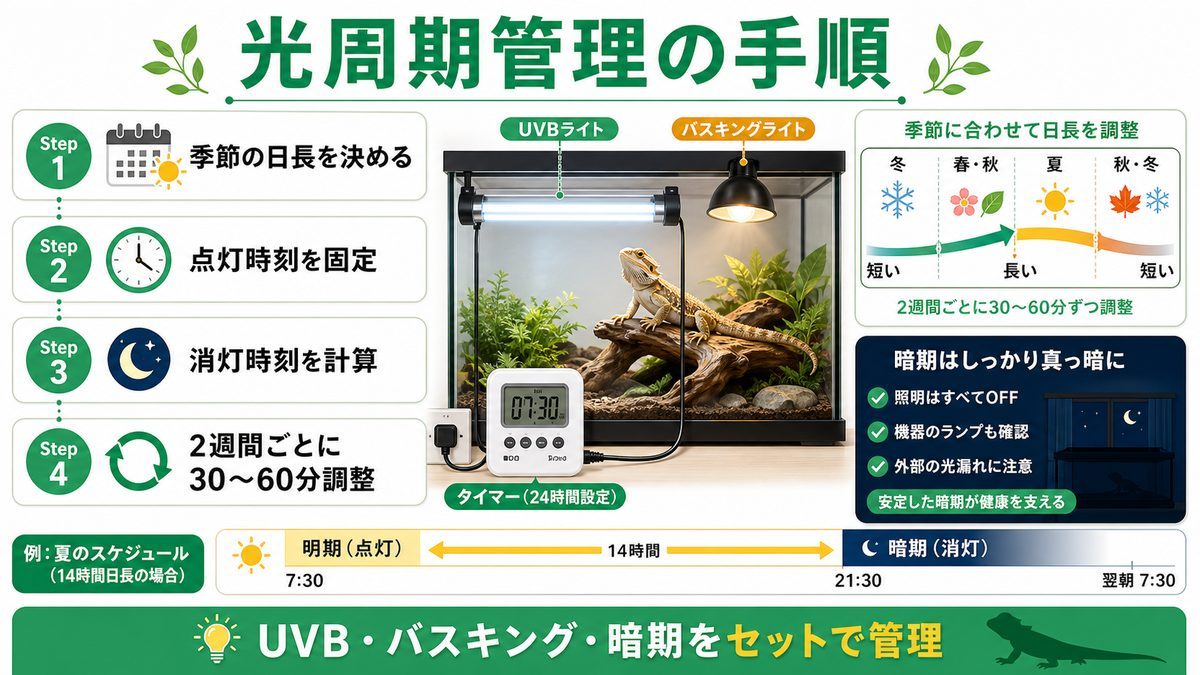 飼育下での光周期管理方法——タイマー設定・季節変化プログラム・UVBサイクルの要点をまとめたカメレオン・爬虫類飼育インフォグラフィック