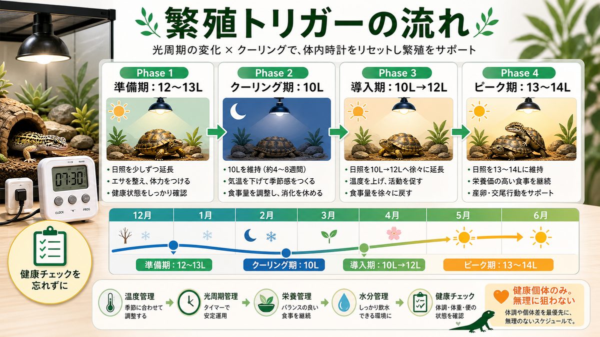 繁殖トリガーとしての光周期活用——クーリングと光周期変化の組み合わせの要点をまとめたカメレオン・爬虫類飼育インフォグラフィック