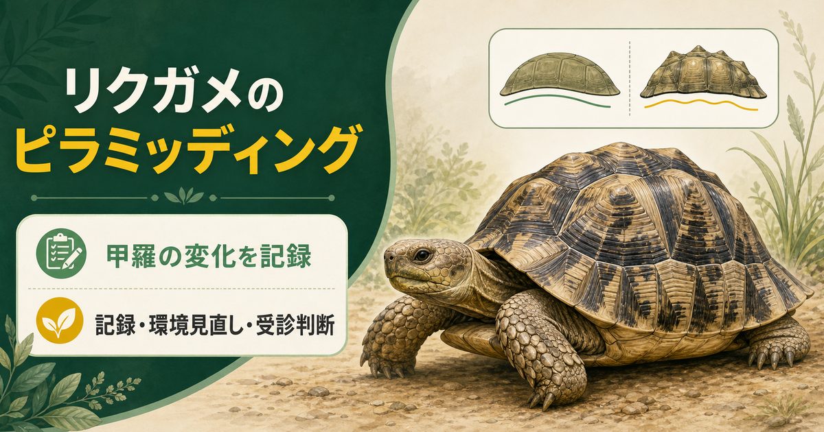 リクガメのピラミッディングを、甲羅の観察・飼育環境の見直し・受診判断で整理したアイキャッチ画像