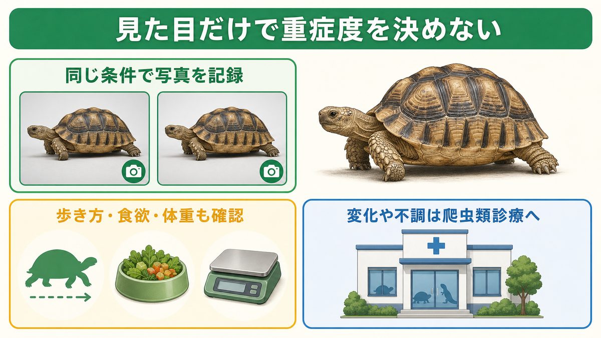 リクガメの甲羅・歩き方・食欲・体重を同じ条件で記録する観察ガイド