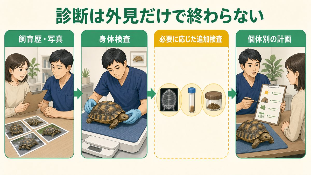リクガメの飼育歴確認から身体検査、必要に応じた追加検査、個体別計画までの受診フロー