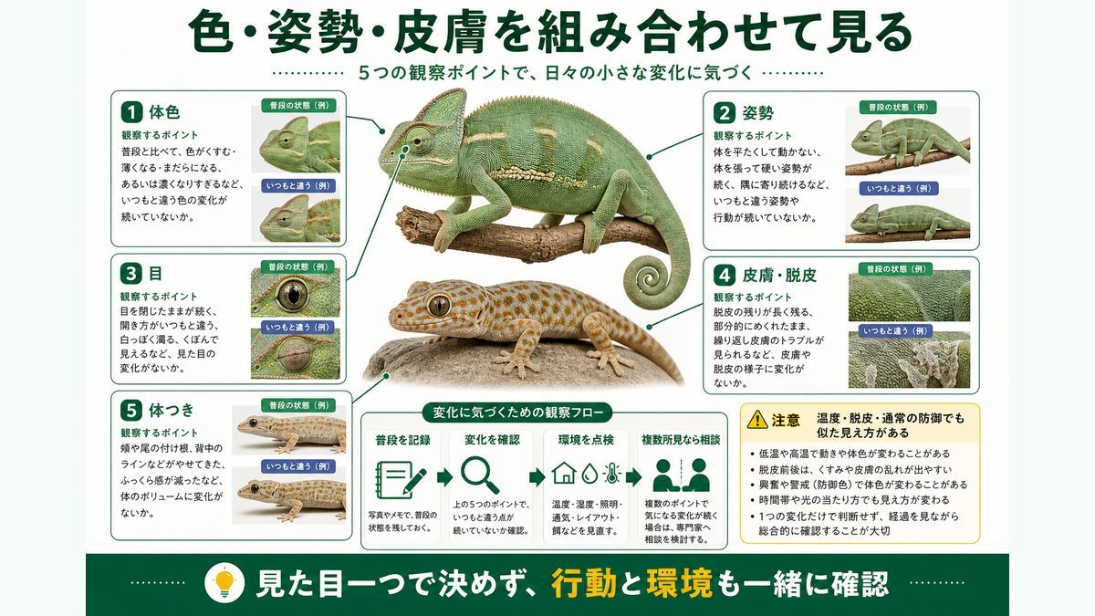爬虫類の体色・姿勢・目・皮膚と脱皮・体つきの変化を組み合わせて観察する方法