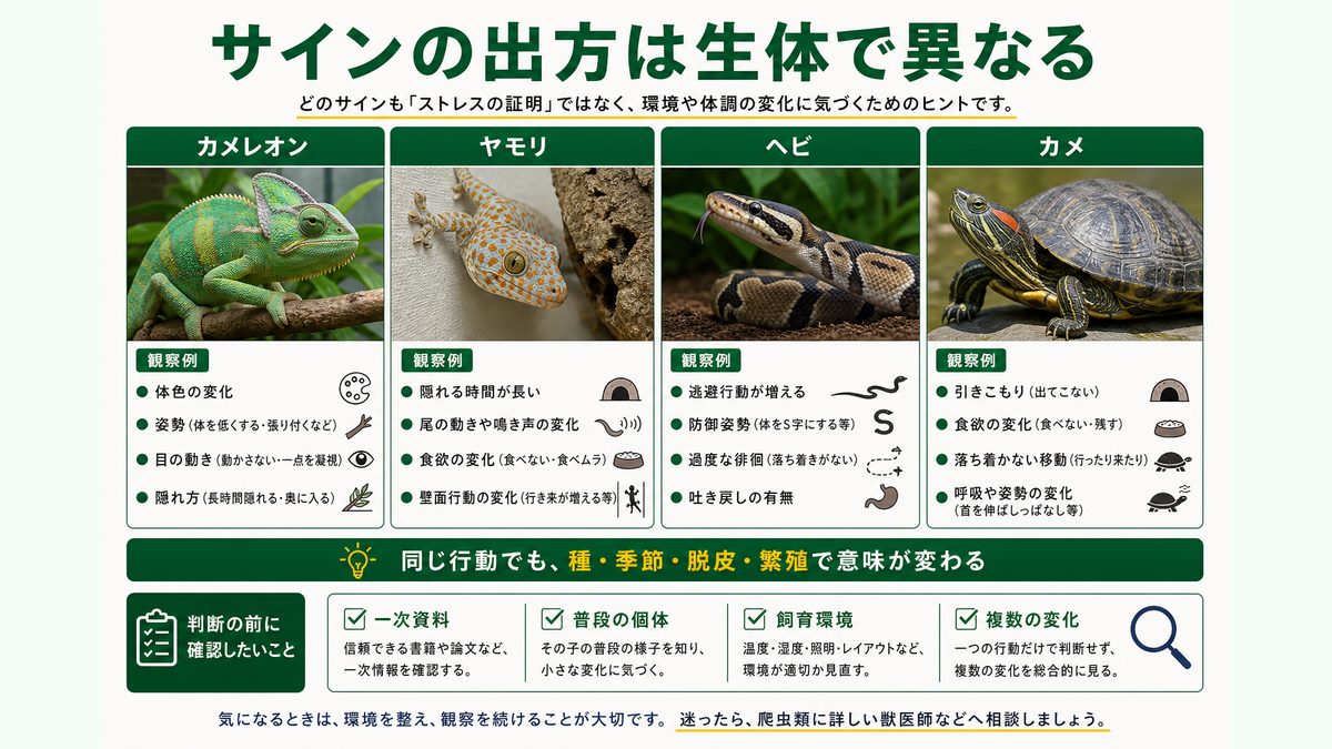 カメレオン・ヤモリ・ヘビ・カメで異なるストレスサインの観察例
