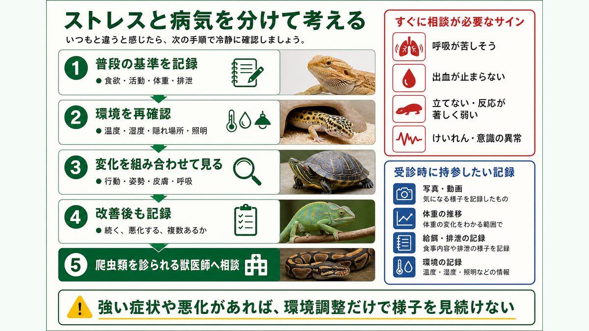 爬虫類のストレスと病気を分けて考え獣医受診を判断する流れ